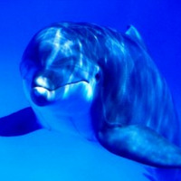 La Kokran DJedi - Delfines by La Kokran