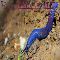 The Eclectic Slug Vol 2 : Blues by Pleomorphic / Pleobeatz