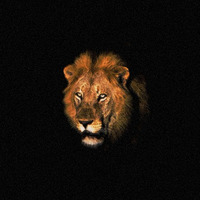 Lion by Onsdorff