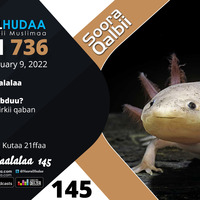 RNH 736, January 9, 2022 Soora Qalbii by NHStudio
