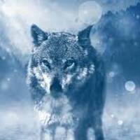 Wolf by Julien Girauld