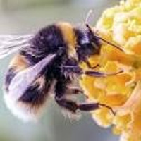 Bumble Bee by Julien Girauld