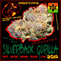Silverback Gorilla Mixtape by Paul Rootsical
