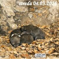 V prvej línii - 2026-03-04 O medveďoch a ľuďoch by Slobodný Vysielač