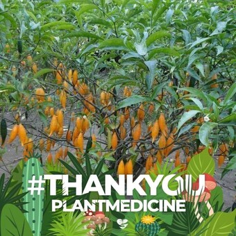 Sacramental Iboga James