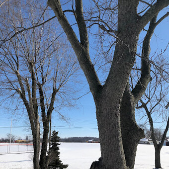 treeservicespringfieldoh