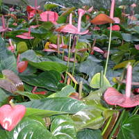 A Gift to Your Hightest Self: A Yoga Nidra by Yoga Nature