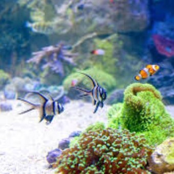 best-aquarium-uv-sterilizer