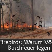 Firebirds_ Warum Vögel Buschfeuer legen by NuoFlix