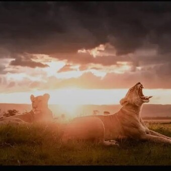 KingMufasa ThePride
