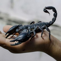 Black Scorpion by The Freak King
