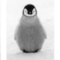 As if it were the penguin's fault... [Eurodance, 90s] (Ep. 7) by Mike Ferrano
