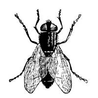 Old Souls by Fly Tapes