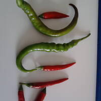 Dubocalypse Wednesday Netlabel Special One 24.09.2014 by GrizDub