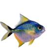Poissonnette