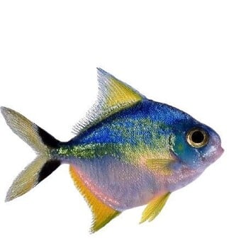Poissonnette