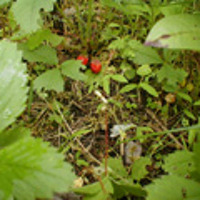 Wild Strawberry Patch by bpmf