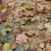 Dub Autumn by enplo