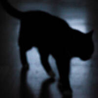 I mörkret är alla katter grå by Thom Monn