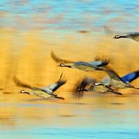 Jamie &amp; Andre - The Train of the Cranes by Jamie Stephan / worry