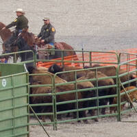 DeaneTR & Mike Mercker - Duff - Bison Release Poem by Warriorpoets