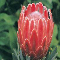 AffectionHour#156(AussieProtea2-MixedByRoryDassler) by Nature Affection Podcast