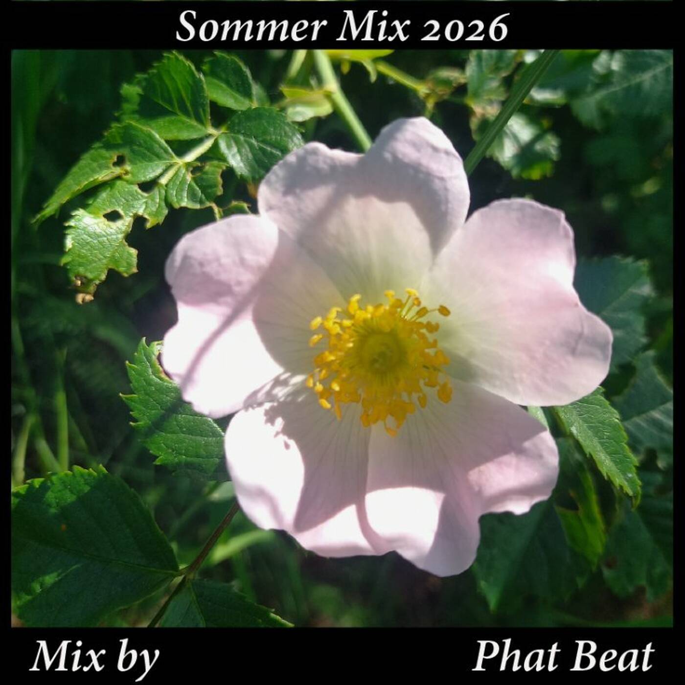 Sommer Mix 2026 Juni 2026 Mix by Phat Beat episode artwork