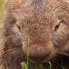 The Wombat Project