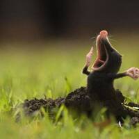 Mannix 499 (Frühlingserwachen 2019) by MANNIX