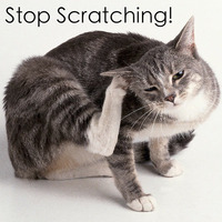 Stop Scratching! by Steve Chenlz