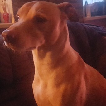 Frank Th&ouml;nnessen