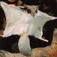 Connaissez-vous ces animaux - ecureuil volant PAD by Frequence Sillé