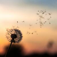 Illusion und Wirklichkeit - "Über Vorstellungen und Enttäuschung" by Botschaften von SOLIA - Die Solia Channelings