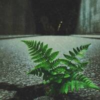 frlk - Frühlingserwachen by Eddy Breaks