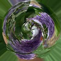 Les lilas d'un Mai frisquet by Gérard Delassus