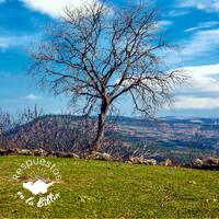 18. ¿Por qué Yeshua maldijo la higuera? | Respuestas en la Biblia by Kehila Camino a Emaus