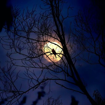 Hasan Al Bannah Hasan