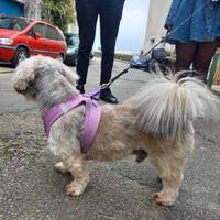 Podcast 11 Frank Zappa by LE MATOU