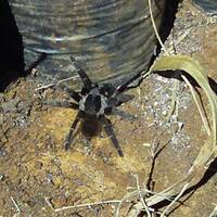 grita por la vida by Hans Krauß