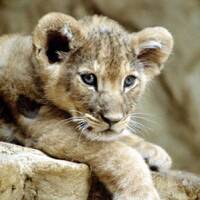 Nasotec Swinging Headshell