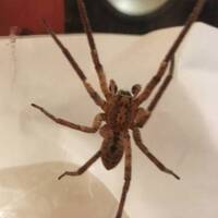 fedaden-mix-january-2018 by fedaden