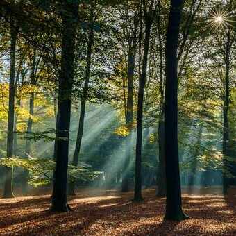 Beukenbos BV