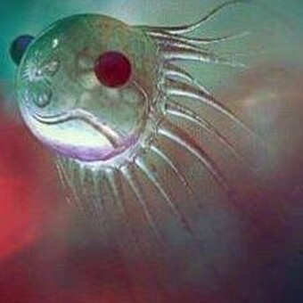 Леонид Кулаков