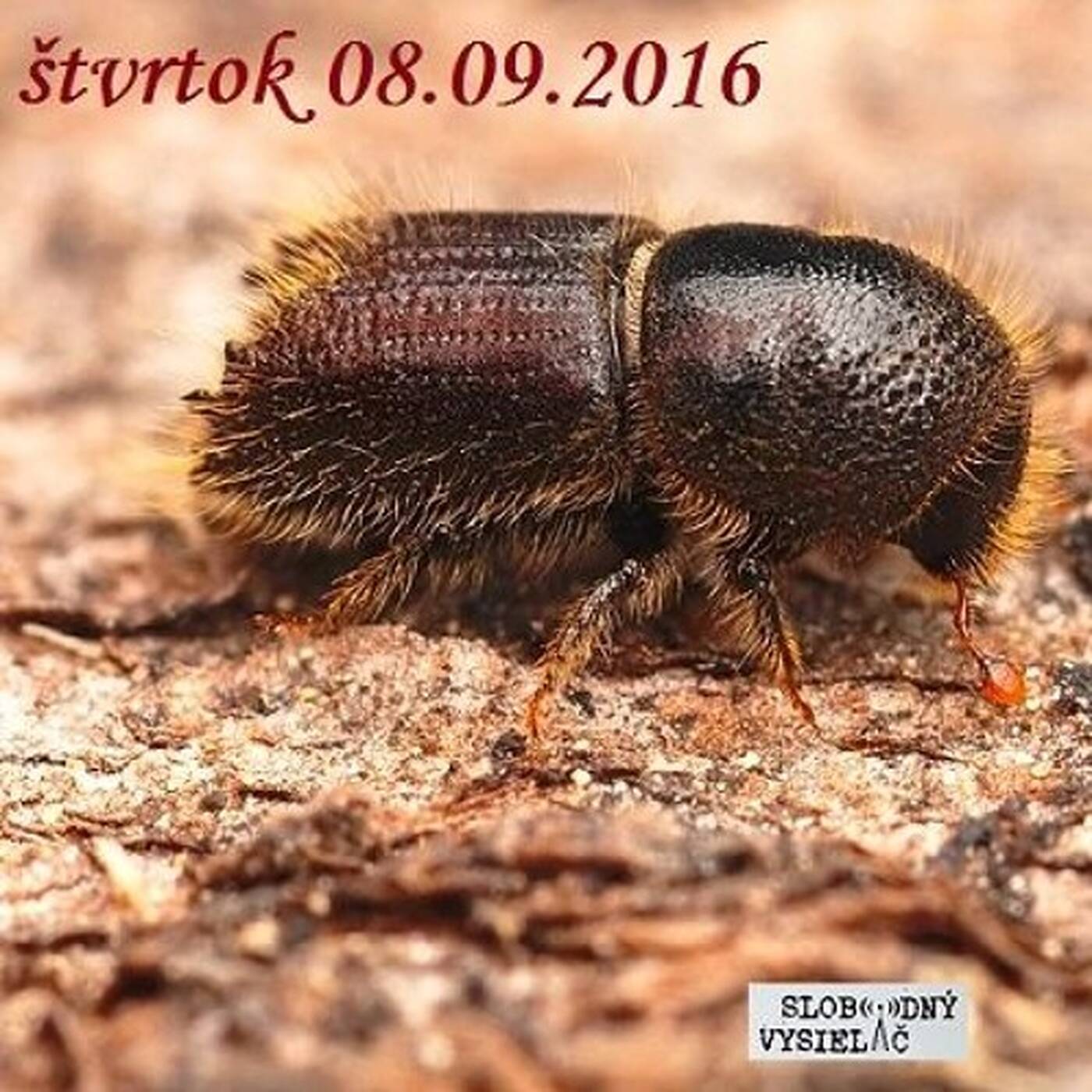 V prvej línii - 2016-09-08 Lykožrútová dilema vo Vysokých Tatrách... episode artwork