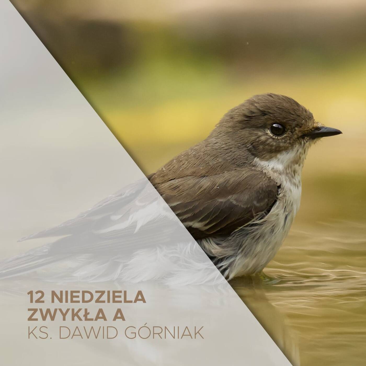25.06.2023 - 12 Niedziela Zwykła (A) - ks. Dawid Górniak episode artwork