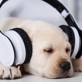 The Brews- Seismic House - Weekly Top 5 deep house jams