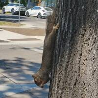 Oh Look, a Squirrel! by NyxSix Supernova