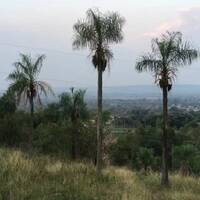 invierno en paraguay by Hans Krauß