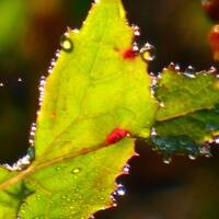 Des perles de pluie by Gérard Delassus