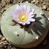 Mescalin Shots by Neuronenrestaurator